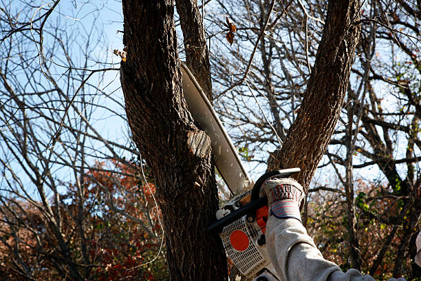 How Our Tree Care Process Works  in  Sonoma State University, CA
